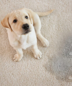 Animais de estimação